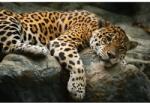MÉDIA Öntapadó és mosható falfestmény Animal49 Jaguar sziklán, 250 x 150 cm (FOTOTAP7980)