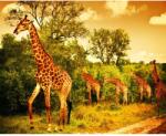 MÉDIA Öntapadó és mosható falfestmény Zsiráfok a szavannán, 350 x 250 cm (FOTOTAP5232)