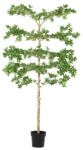 Bizzotto Copac artificial in ghiveci Ø100x195h (0173183)