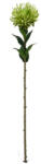 Bizzotto Set 3 flori artificiale Hazely verzi 13x13x73h (0173199)