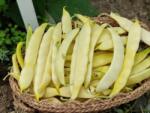HM.CLAUSE Seminte Fasole oloaga SERPEDOR Clause - 1 Kg, Pastaie lata (PR-104190)