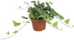 FloraSelf Iederă verde închis FloraSelf Hedera helix 'Mein Herz' H ca. 20 cm ghiveci Ø 13 cm (5-2D-3B-4B-MAR-VHORHED13MH01)