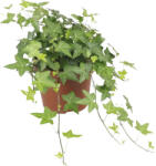 FloraSelf Iederă verde FloraSelf Hedera helix H ca. 20 cm ghiveci Ø 13 cm (5-2D-3B-4B-MAR-VHORHED13GR01)