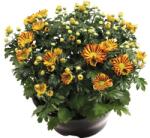 FloraSelf Crizantemă FloraSelf Chrysanthemum indicum 'Hoi Hoi' ghiveci Ø 23 cm (5-2E-3B-4B-B&B-2020-323)