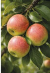 FloraSelf Bio Bio Pom fructifer măr FloraSelf Bio Malus domestica 'Elstar' H 130-150 cm Co 7, 5 L (X-HOF-ABE)