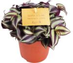 FloraSelf Telegraf FloraSelf Tradescantia zebrina H 15-20 cm ghiveci Ø 10, 5 cm (5-2K-3B-4B-MAR-ZEB11FS)