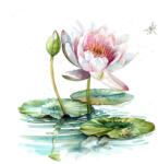  Ti-Flair Szalvéta 33x33 cm 3 Rétegű 20 Lap/Csomag Waterlily (AAE521)