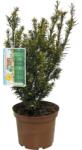 FloraSelf Tisa Columnara FloraSelf Taxus baccata 'Westerstede' H 30-40 cm Co 3 L (X-HEL-82579002)