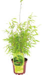 FloraSelf Bambus FloraSelf Fargesia nitida Volcano H 30-40 cm Co 2 L (X-HEL-98864012)