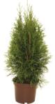 FloraSelf Thuja occidentalis 'Smaragd' H 30-40 cm Co 2 L (X-HEL-56650076)
