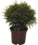 FloraSelf Thuja occidentalis 'Danica' H 15-20 cm Co 2 L (X-HEL-56400007)