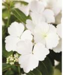 FloraSelf Hortensie FloraSelf Hydrangea Runaway Bride ® 'Snow White' H 40-50 cm Co 3, 5 L (X-JED-96014165)