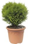 FloraSelf Danică în ghiveci decorativ FloraSelf Thuja Occidentalis Co 8, 7 L H 30-40 cm (X-HEL-93725003)