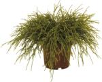 FloraSelf Chiparos auriu FloraSelf Chamaecyparis pisifera 'Sungold' H 15-20 cm Co 2 L (X-HEL-51090093)