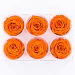 DekorPlaza Rose Amor LL Örökrózsa Fej 6db Narancs ORA02 EKF-08240