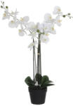 DekorPlaza Nagy Cserepes Orchidea 75x 51 x79cm Fehér 1043631