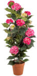 DekorPlaza Cserepes Hortenzia Pink Nagy 140 Cm A25012_04