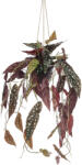 DekorPlaza Selyem Begónia "Maculata"/ Cserepes, futó/ 80 Cm 429781