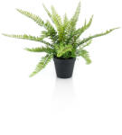DekorPlaza Fern Bush/szobapáfrány/ 18 Leveles, 35 Cm, fekete Műanyag Kaspóban 425414