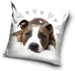  Kutyás Pit Bull Terrier Cute párnahuzat 40x40 cm
