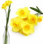 Przydasie. pl Nárcisz Ág Nagy 50CM Művirág Mint Élő Tavaszi Dekoráció XL (#12621)