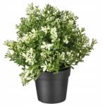 IKEA Mű Cserepes Növény Köménymag Zsálya 22 cm Ikea Fejka (90375155)