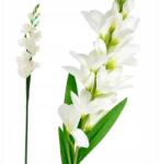 Przydasie. pl Műfrézia Szimpla Nád Csokor Élő Virág Dekoráció 90CM (#12587)