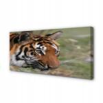 Tulup Fotóvászon kép grafika Tigris erdő 140x70 cm (och-140x70-2526395)