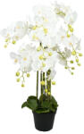 Selyemvirág Lepkeorchidea 8 ágú, kaspóban 90 cm