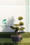 Plantstore Leylandi Ciprus Castlewellan Gold Bonsai 100/130 Cm- Cupressocyparis Leyl. Castlewellan Gold