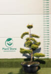 Plantstore Leylandi Ciprus Castlewellan Gold Bonsai 130/150 Cm- Cupressocyparis Leyl. Castlewellan Gold