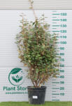 Plantstore Széles Levelű Ezüstfa Compatta Cserje 18l- Elaeagnus Ebbingei Compatta