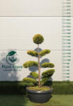 Plantstore Leylandi Ciprus Gold Rider Bonsai 130/150 Cm- Cupressocyparis Leyl. Gold Rider