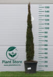 Plantstore Európai Ciprus Totem 125/150 Cm- Cupressus Sempervirens Totem