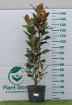 Plantstore örökzöld Magnólia Goliath Bokor 18l- Magnolia Grandiflora Goliath