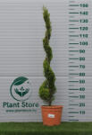 Plantstore Arany Monterey Ciprus Spirál 100 Cm- Cupressus Macrocarpa Goldcrest