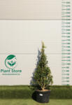 Plantstore Magyal Nellie R. Stevens Tölcsér 130/140 Cm- Ilex Mutchagara Nellie R. Stevens
