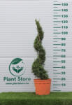 Plantstore Arizónai Ciprus Spirál 100 Cm- Cupressus Arizonica Fastigiata