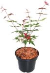  Arțar japonez Beni Maiko (Acer palmatum Beni Maiko) (9959)