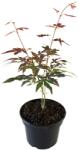  Arțar japonez roșu (Acer palmatum Atropurpureum) (9958)