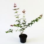  Arțar japonez Deshojo (Acer palmatum Deshojo) (9960)