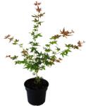  Arțar japonez Phoenix (Acer palmatum Phoenix) (9964)
