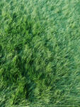 Gazon SRI LANKA, Covor Gazon Iarba Artificiala, Verde, 40 mm, Latime 3 m (SRILANKA-40-320)