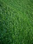 Gazon SRI LANKA, Covor Gazon Iarba Artificiala, Verde, 20 mm, Latime 2 m (SRILANKA-20-22)