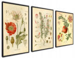  Konyhai poszter Gyógynövények Növények Triptichon Szett 40x50 (Zestaw trzech plakatów do kuchni rośliny)