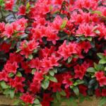  AZALEA JAPONICA LITTLE RED CLT. 7 Japán azálea