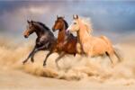 Blueback MAT Fotótapéta Horses, galopp, homok, 250 x 200 cm (BBIMG6861)