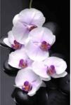 Media Öntapadó és mosható falfestmény Fehér orchideák kövekkel, 250 x 200 cm (FOTOTAP8984)