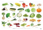 Balázs-Diák Zrt Oktató tabló - Zöldségek (BD-1191)