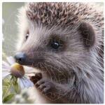  Szív alakú puzzle 19x18cm (76 darab) képpel - sündisznó (PUZZLE-19X18-SRDCE-76-8)